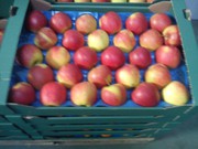 Яблоки из Польши прямые поставки